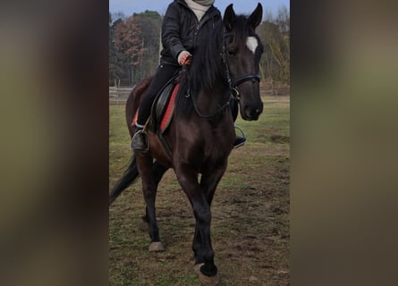 Andalusier, Stute, 6 Jahre, 158 cm, Rappe