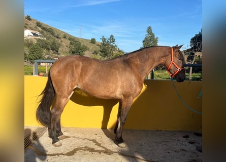 Andalusier, Stute, 6 Jahre, 159 cm, Hellbrauner