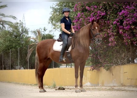 Andalusier, Stute, 6 Jahre, 168 cm, Fuchs