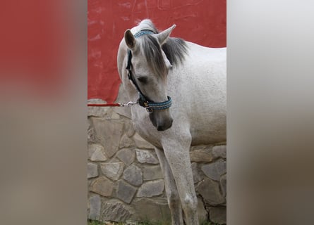 Andalusier, Stute, 7 Jahre, 152 cm, Fliegenschimmel