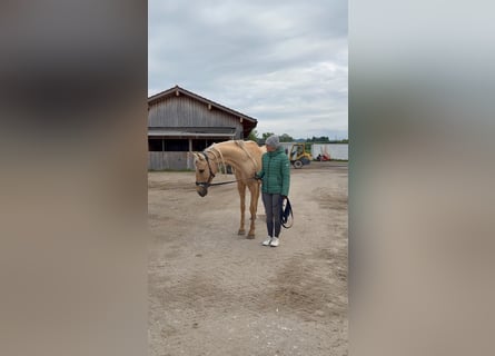 Andalusier, Stute, 7 Jahre, 158 cm, Palomino
