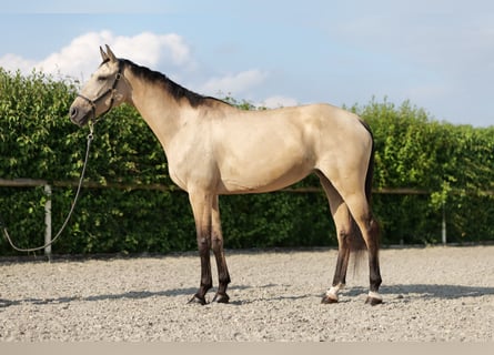 Andalusier, Stute, 7 Jahre, 165 cm, Falbe