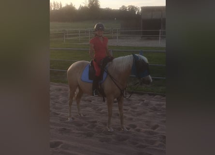Andalusier Mix, Stute, 8 Jahre, 152 cm, Pearl