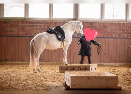 Andalusier, Stute, 8 Jahre, 155 cm, Schimmel