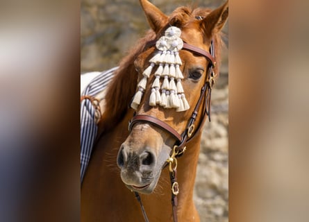 Andalusier, Stute, 8 Jahre, 156 cm, Fuchs