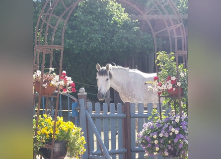 Andalusier, Stute, 9 Jahre, 153 cm, Fliegenschimmel