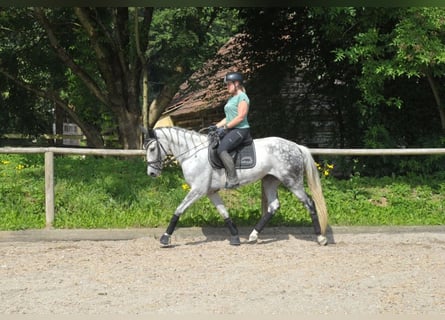 Andalusier, Stute, 9 Jahre, 157 cm, Apfelschimmel