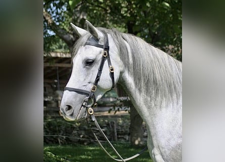 Andalusier, Stute, 9 Jahre, 158 cm, Schimmel
