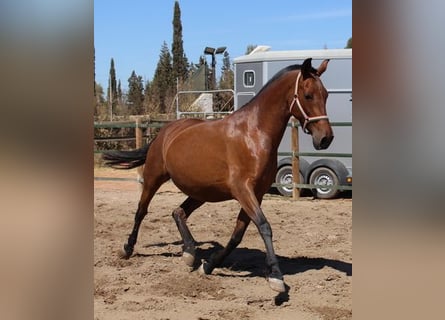 Andalusier, Stute, 9 Jahre, Rotbrauner