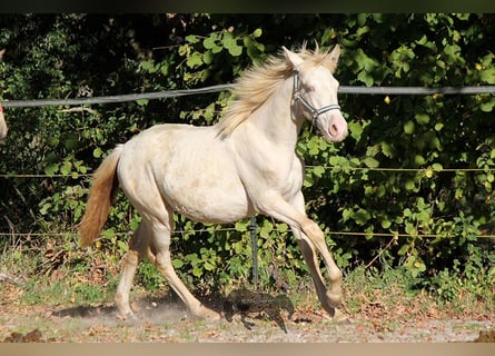 Andalusier, Stute, Fohlen (03/2023), 156 cm, Cremello