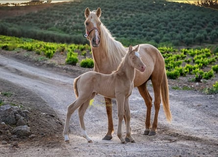 Andalusier, Stute, Fohlen (04/2026), 160 cm, Pearl