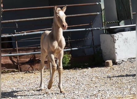 Andalusier, Stute, Fohlen (04/2026), 160 cm, Pearl