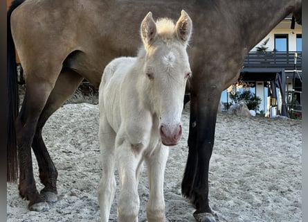 Andalusier, Stute, Fohlen (04/2026), 160 cm, Perlino