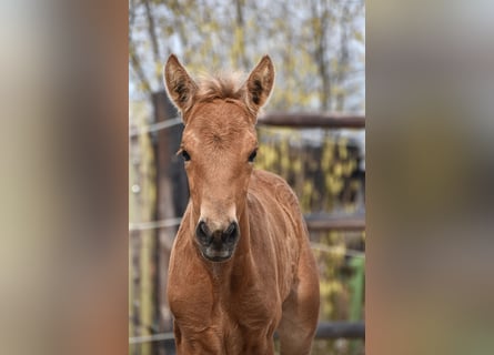 Andalusier, Stute, , Buckskin