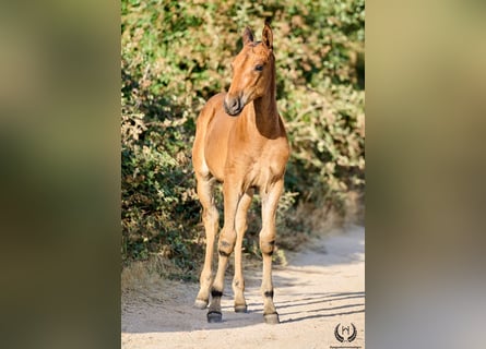 Andalusier, Stute, Fohlen (01/2026), Dunkelbrauner