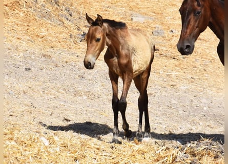 Andalusier, Stute, , Falbe