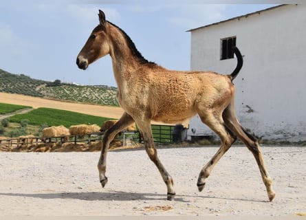 Andalusier, Stute, , Falbe