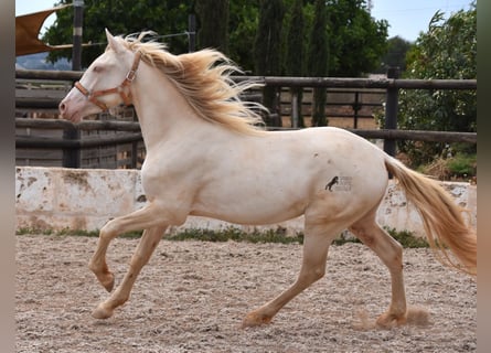 Andalusier, Valack, 3 år, 150 cm, Cremello