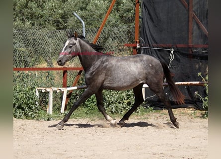 Andalusier, Valack, 3 år, 150 cm, Grå