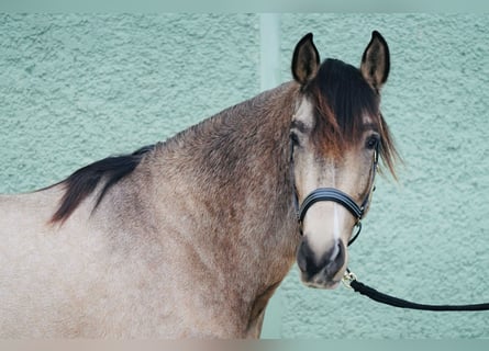 Andalusier, Valack, 3 år, 152 cm, Black