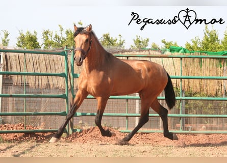 Andalusier, Valack, 3 år, 155 cm, Gulbrun