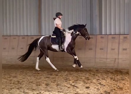 Andalusier, Valack, 3 år, 157 cm, Pinto