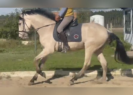 Andalusier, Valack, 3 år, 165 cm, Gulbrun