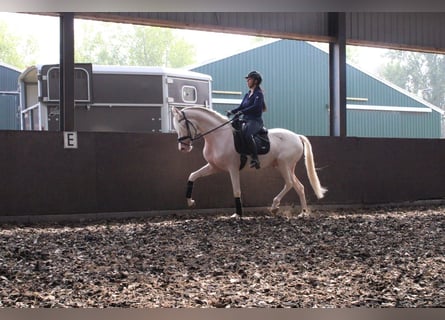 Andalusier Blandning, Valack, 3 år, 167 cm, Cremello