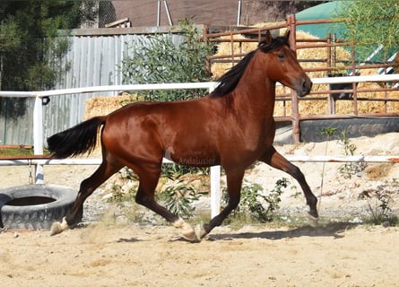 Andalusier, Wallach, 4 Jahre, 150 cm, Brauner