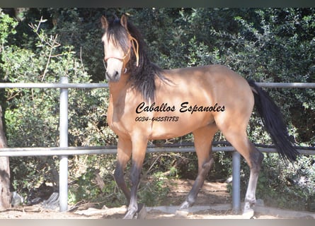 Andalusier, Valack, 4 år, 153 cm, Black