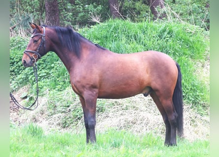 Andalusier Blandning, Valack, 4 år, 155 cm, Brun