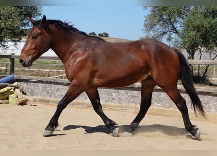 Andalusier Blandning, Valack, 4 år, 156 cm, Brun
