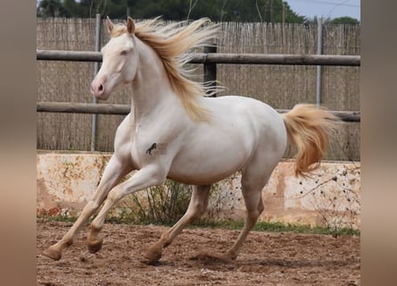 Andalusier, Wallach, 4 Jahre, 157 cm, Cremello