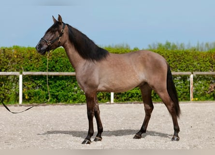 Andalusier, Valack, 4 år, 160 cm, Black