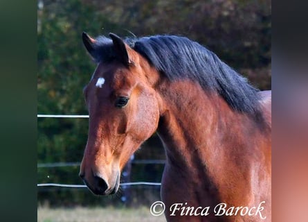 Andalusier, Valack, 4 år, 162 cm, Brun