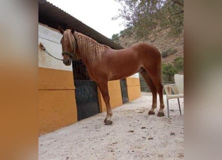 Andalusier, Wallach, 4 Jahre, 165 cm, Fuchs