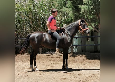 Andalusier, Valack, 5 år, 147 cm, Svart