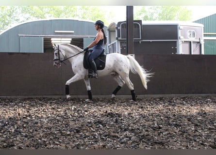 Andalusier Blandning, Valack, 5 år, 158 cm, Leopard-Piebald