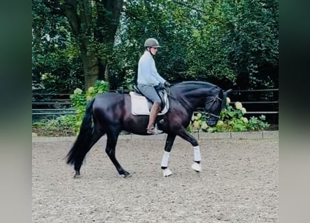 Andalusier, Wallach, 6 Jahre, 165 cm, Rappe