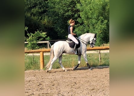 Andalusier, Valack, 9 år, 166 cm, Grå