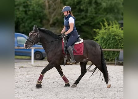 Andalusier, Wallach, 10 Jahre, 145 cm, Rappe