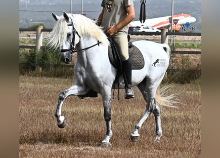 Andalusier, Wallach, 10 Jahre, 162 cm, Schimmel