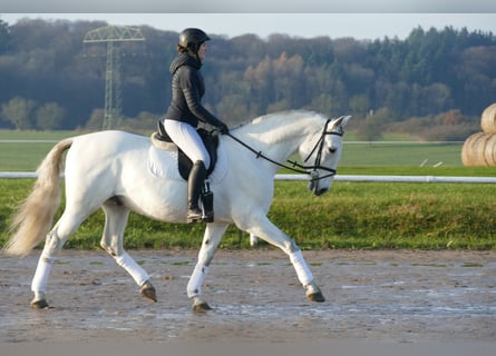 Andalusier, Wallach, 10 Jahre, 164 cm, Schimmel