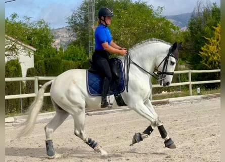 Andalusier, Wallach, 10 Jahre, 165 cm, Apfelschimmel