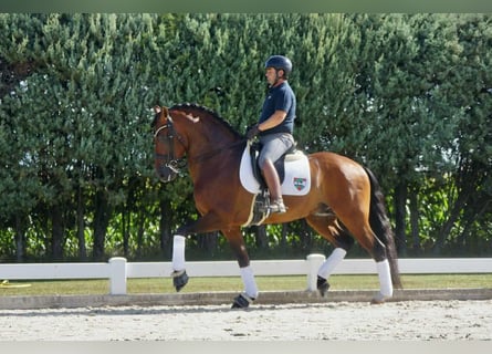 Andalusier, Wallach, 10 Jahre, 167 cm, Brauner