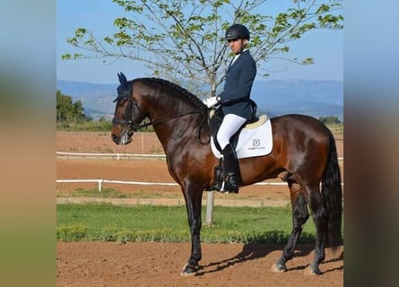 Andalusier, Wallach, 10 Jahre, 169 cm, Rotbrauner