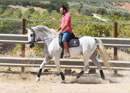 Andalusier, Wallach, 11 Jahre, 161 cm, Schimmel