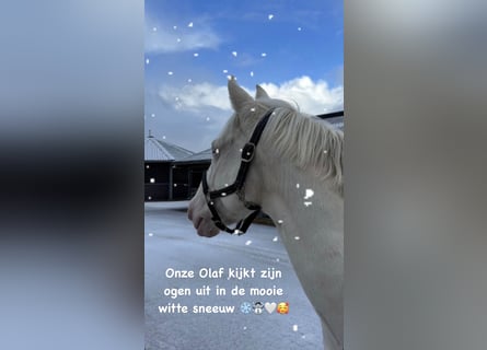 Andalusier, Wallach, 12 Jahre, 154 cm, Cremello