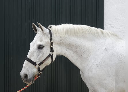 Andalusier, Wallach, 13 Jahre, 166 cm, Schimmel