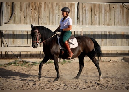 Andalusier Mix, Wallach, 14 Jahre, 154 cm, Rappe